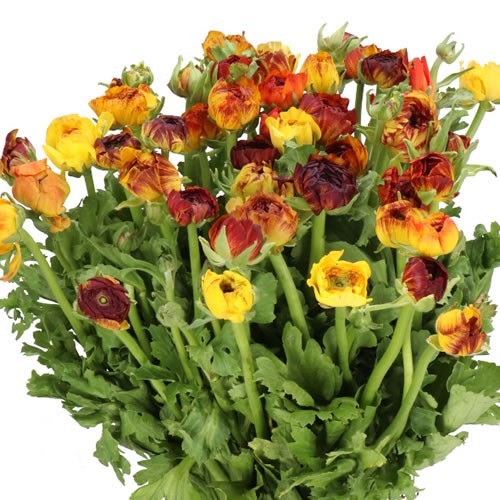 RANUNCULUS ELEGANCE DARK STRIPE YELLOW
