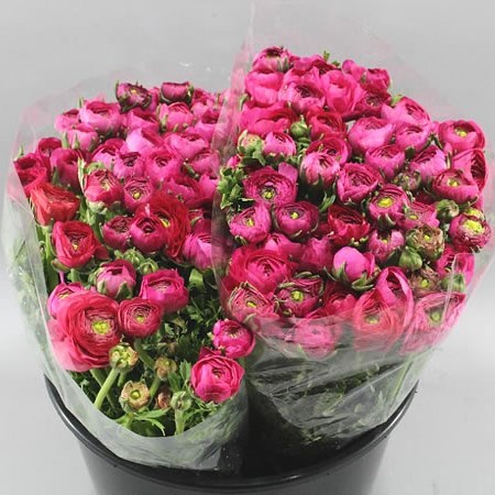 RANUNCULUS ELEGANCE HOT PINK