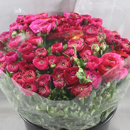 RANUNCULUS ELEGANCE HOT PINK EX