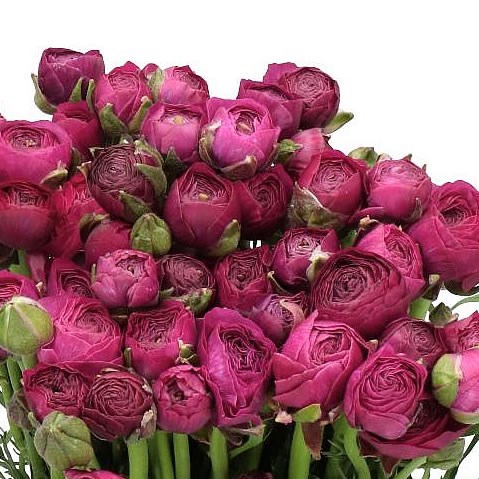 RANUNCULUS ELEGANCE LADY JEAN