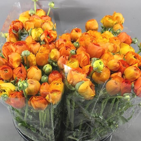 RANUNCULUS ELEGANCE ORANGE