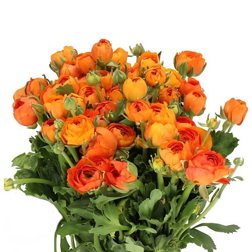 RANUNCULUS ELEGANCE ORANGE 45cm Wholesale Dutch Flowers & Florist