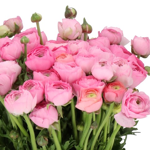 RANUNCULUS ELEGANCE PINK