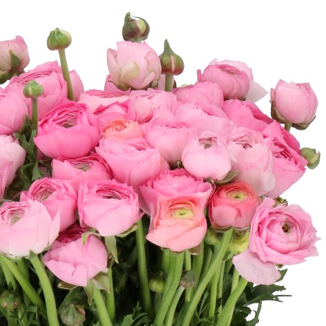 RANUNCULUS ELEGANCE PINK