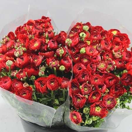 RANUNCULUS ELEGANCE RED