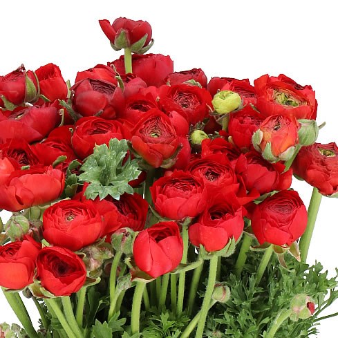 RANUNCULUS ELEGANCE RED