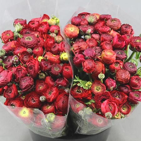 RANUNCULUS ELEGANCE RED EX