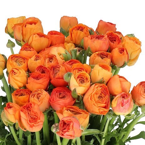 RANUNCULUS ELEGANCE SALMON