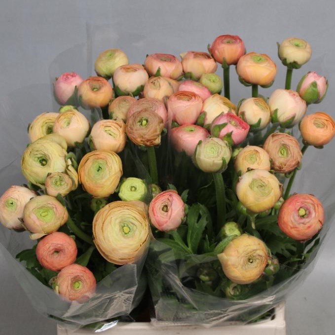 RANUNCULUS ELEGANCE SALMON EX 40cm Wholesale Dutch Flowers & Florist Supplies UK