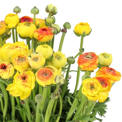 RANUNCULUS ELEGANCE YELLOW STRIPE