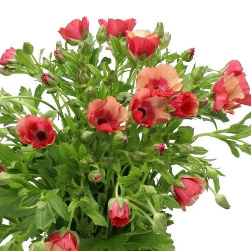 RANUNCULUS MAGICAL CINNAMON