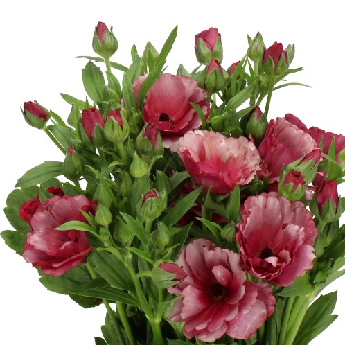 RANUNCULUS MAGICAL RASPBERRY