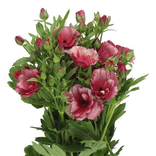 RANUNCULUS MAGICAL RASPBERRY (KENYA)