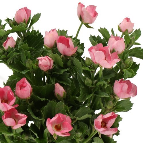 RANUNCULUS MAGICAL STRAWBERRY