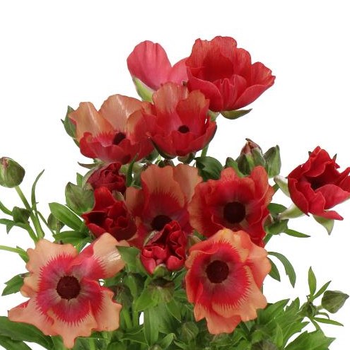 RANUNCULUS MAGICAL TANGERINE