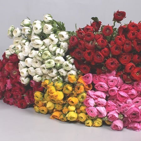 RANUNCULUS MIX (COLS MAY VARY)