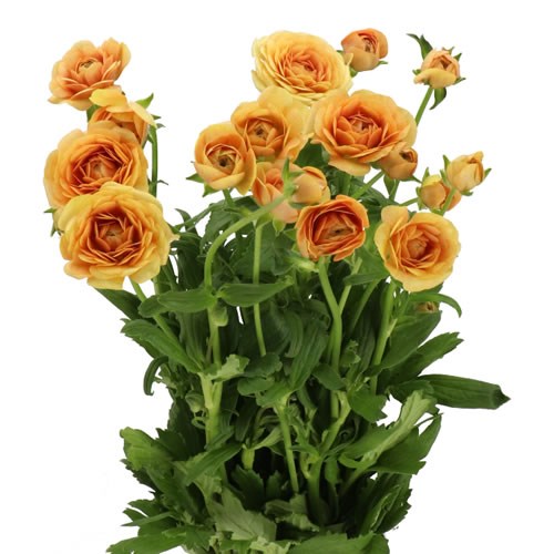 RANUNCULUS MODERNA MIELE