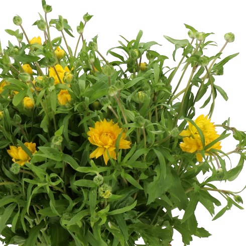 RANUNCULUS MODERNA STAR PROXIMA