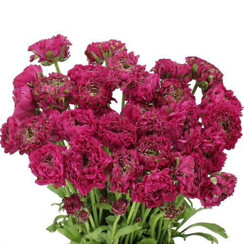 RANUNCULUS PON PON ALADDIN