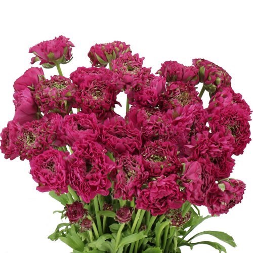 RANUNCULUS PON PON ALADDIN