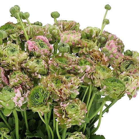 RANUNCULUS PON PON AURORA EX