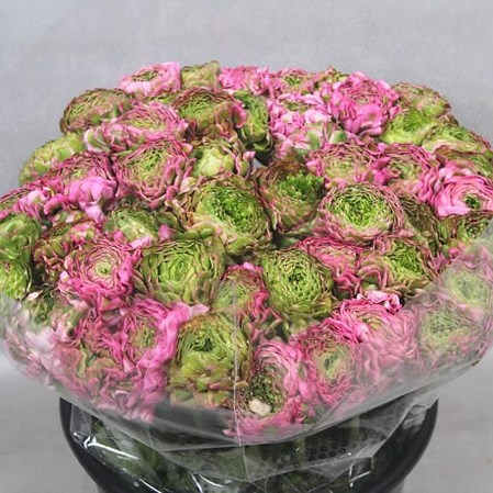 RANUNCULUS PON PON AURORA EX