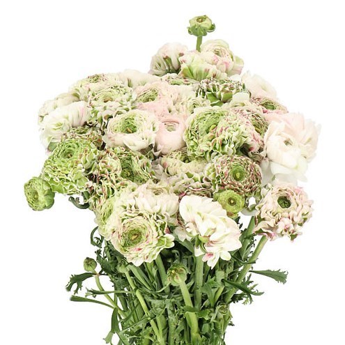 RANUNCULUS PON PON CASPER