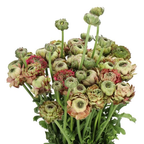 RANUNCULUS PON PON FANNY EX