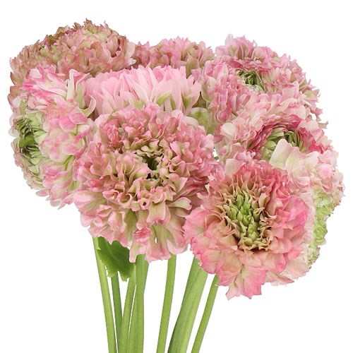 RANUNCULUS PON PON HERMIONE EX