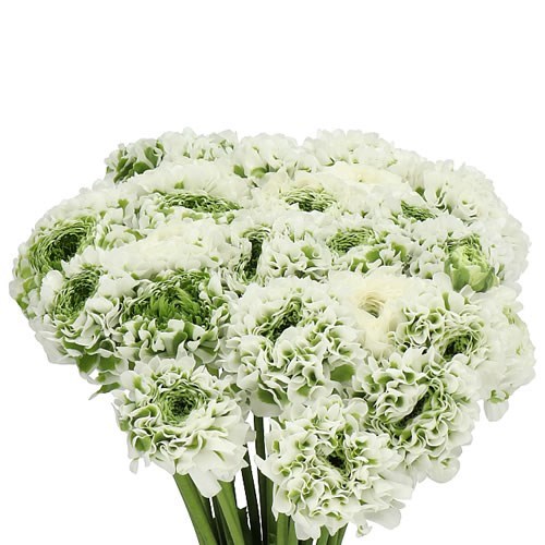 RANUNCULUS PON PON IGLO