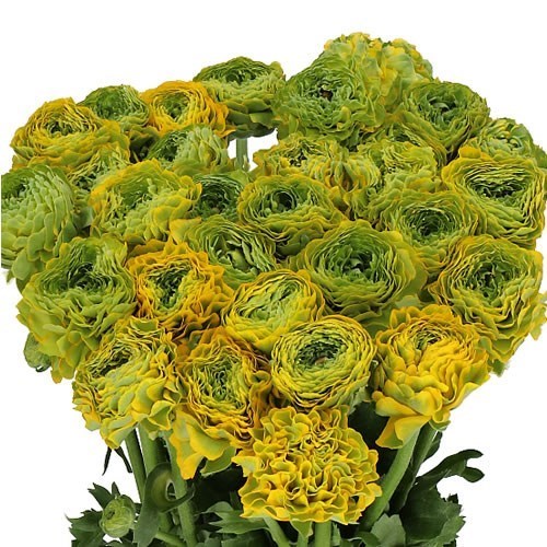 RANUNCULUS PON PON LUNA