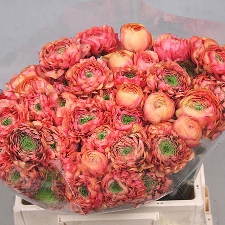 pon minerva ranunculus ex