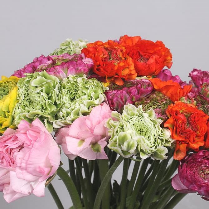 RANUNCULUS PON PON MIXED (COLS MAY VARY)