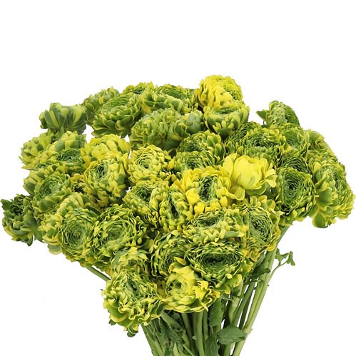 RANUNCULUS PON PON STELLA