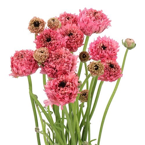 RANUNCULUS POODLE RAMLIA EX