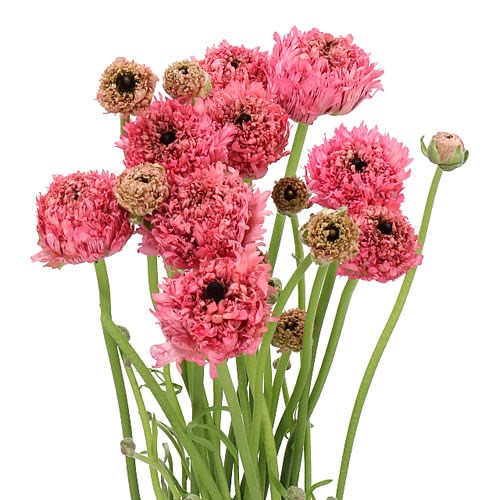 RANUNCULUS POODLE RAMLIA EX