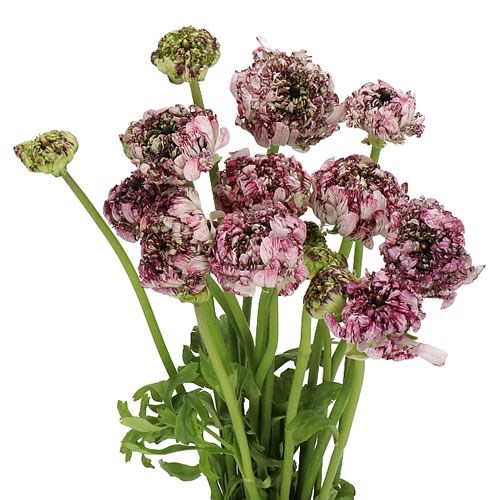 RANUNCULUS POODLE SETI