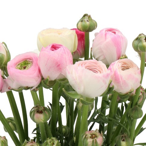 RANUNCULUS PORCELAINE 40cm | Wholesale Dutch Flowers & Florist Supplies UK