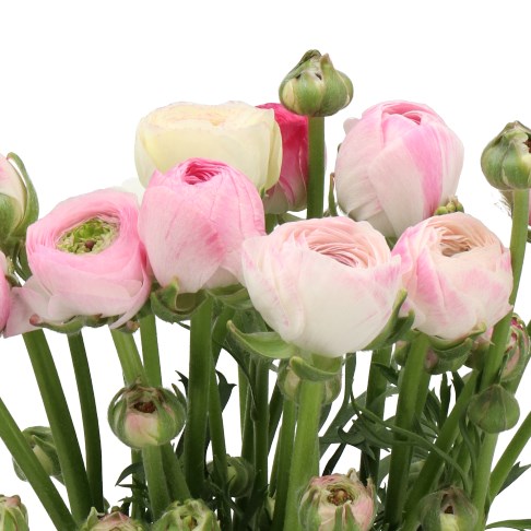 RANUNCULUS PORCELAINE 45cm | Wholesale Dutch Flowers & Florist Supplies UK