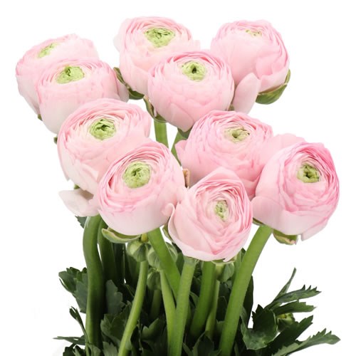 RANUNCULUS REAL MARLEENE
