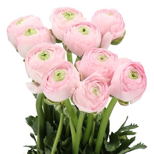 RANUNCULUS REAL MARLEENE