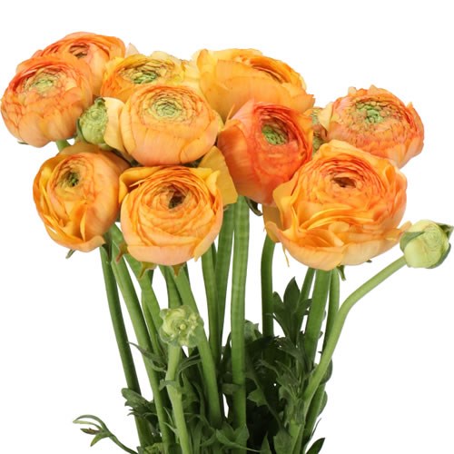 RANUNCULUS ROMANCE CERET