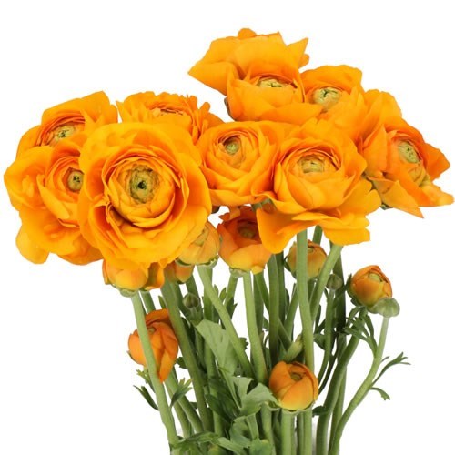 RANUNCULUS ROMANCE DIGNE