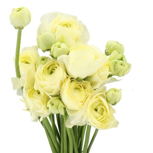 RANUNCULUS ROMANCE ESPALION