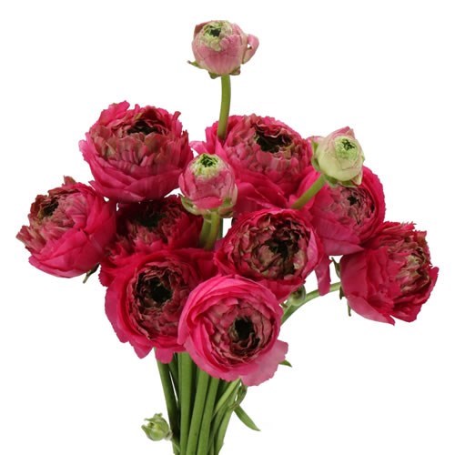 RANUNCULUS ROMANCE ESTRETAT