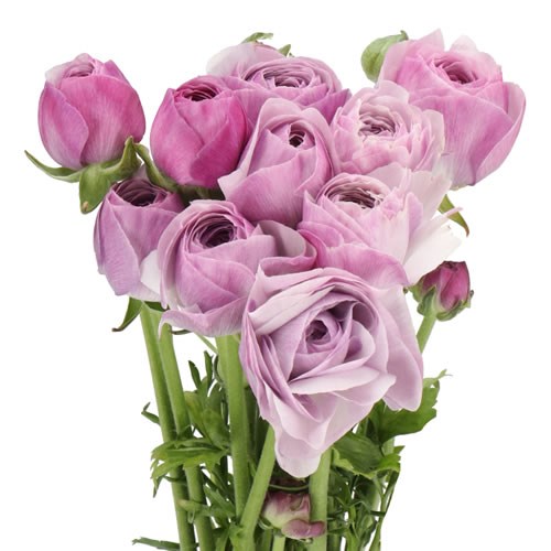 RANUNCULUS ROMANCE GACOGNE