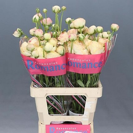 ranunculus hydra