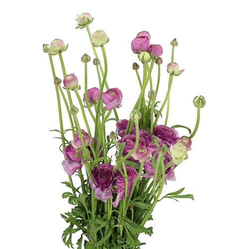 RANUNCULUS ROMANCE LOUBEYRES EX