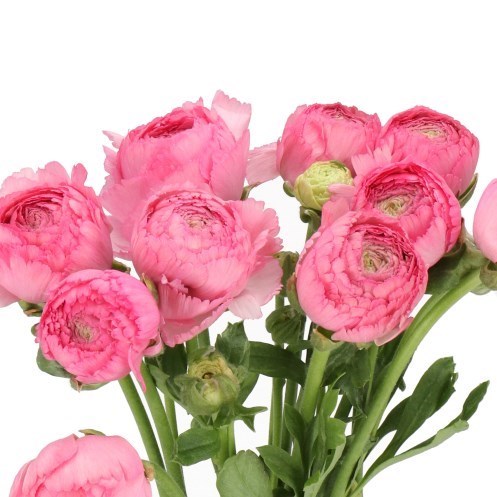 RANUNCULUS ROMANCE LOUISE