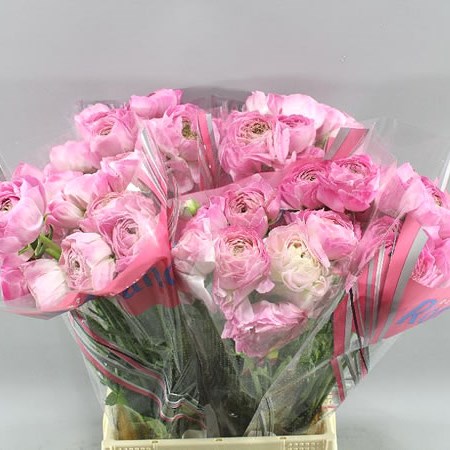 ranunculus romance ex